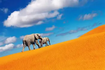 Adesivo de parede deserto com o pé elefantes janela de visualização 3D, deseet de autocolantes de parede de elefantes para decoração de casa, colorido elefantes arte de parede [0 1
